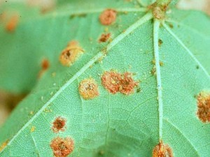 یک کلینیک آنلاین برای گیاهان (تاحالا شنیده بودی؟) 23 یک کلینیک آنلاین برای گیاهان (تاحالا شنیده بودی؟)
