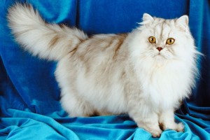 دستگاهی که صدای گربه را به زبان قابل فهم انسان ترجمه می کند ! 24 مترجم زبان گربه ها برای انسان