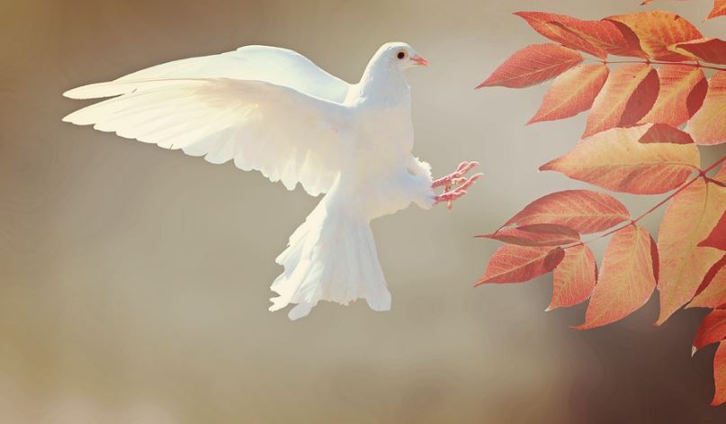 عکس پاییزی