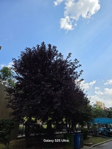 بررسی اولیه دوربین شیائومی ۱۷ پرو (مکس) با لنز لایکا؛ نبرد دینامیک رنج با آیفون ۱۷ پرو مکس و گلکسی S25 اولترا 26 بررسی اولیه دوربین شیائومی ۱۷ پرو (مکس) با لنز لایکا؛ نبرد دینامیک رنج با آیفون ۱۷ پرو مکس و گلکسی S25 اولترا