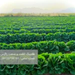 خرید کاهو صادراتی آیسبرگ