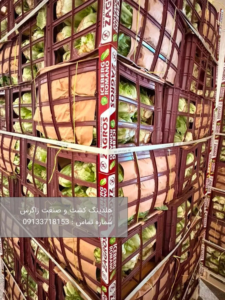خرید کاهو آیسبرگ صادراتی از هلدینگ کشت و صنعت زاگرس 9 خرید کاهو آیسبرگ