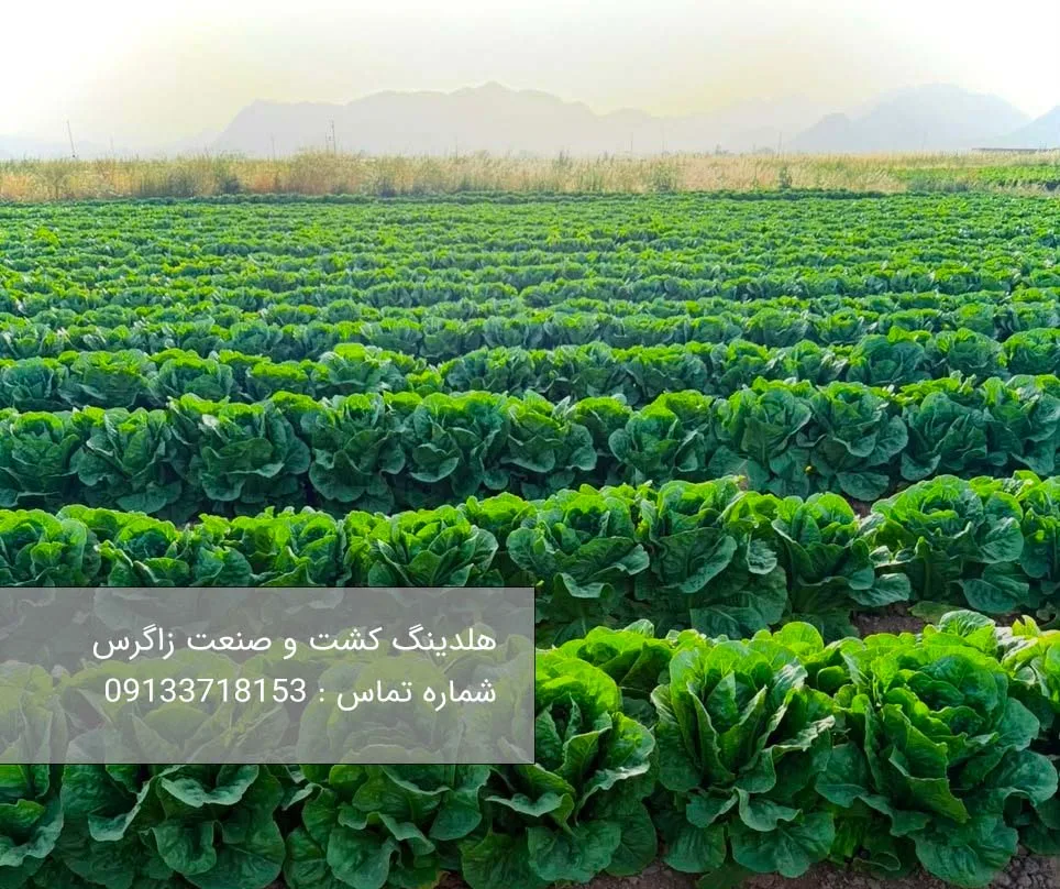 خرید کاهو آیسبرگ صادراتی از هلدینگ کشت و صنعت زاگرس 6 خرید کاهو صادراتی آیسبرگ